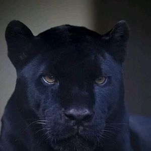 Meet your Posher, Elbert